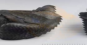 MARTY COLLINS BLACK DUCK DECOY East Wareham, Massachusetts, 1960- Length 17".: MARTY COLLINS BLACK DUCK DECOYEast Wareham, Massachusetts, 1960-In sleeping position. Branded on underside.Length 17".