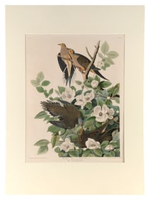 AFTER JOHN JAMES LAFOREST AUDUBON (New York/France, 1785-1851), Carolina Pigeon, or Turtle Dove