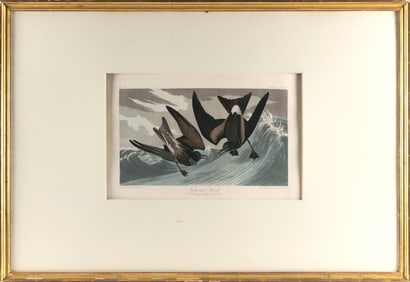 AFTER JOHN JAMES LAFOREST AUDUBON (New York/France, 1785-1851), Fork-Tail Petrel (Plate 240), 1835.,