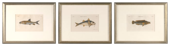 PETER MAZELL (United Kingdom, active 1761-1797), Three 18th/19th Century fish plates:, Engravings,
