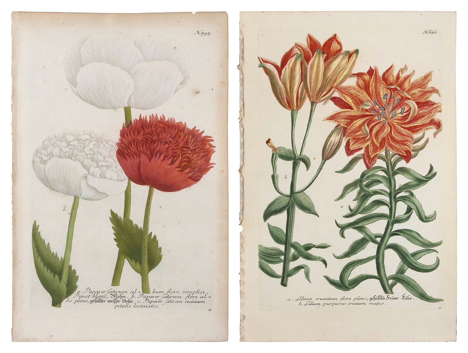 PAIR OF JOHANN WILHELM WEINMANN HAND-COLORED BOTANICAL ENGRAVINGS Late 18th Century 15.25" x 9.75". (1 of 3)