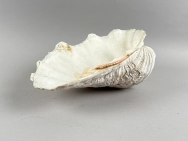 SOUTH SEAS CLAM SHELL 20th Century Length 13.5".