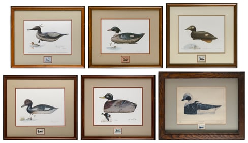 SIX MASSACHUSETTS WATERFOWL STAMP PRINTS 20th Century Framed 17" x 20".