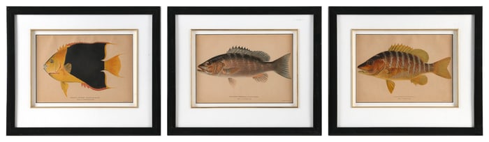 THREE TROPICAL FISH PRINTS Early 20th Century 7" x 9" sight. Framed 13" x 15".