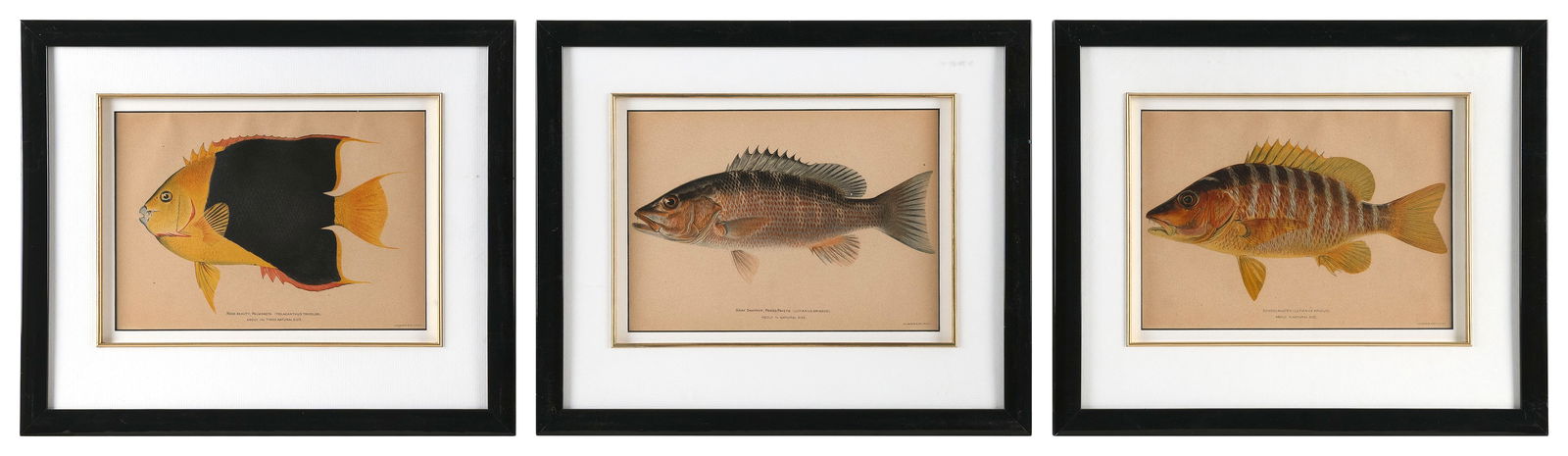 THREE TROPICAL FISH PRINTS Early 20th Century 7" x 9" sight. Framed 13" x 15". (1 of 2)