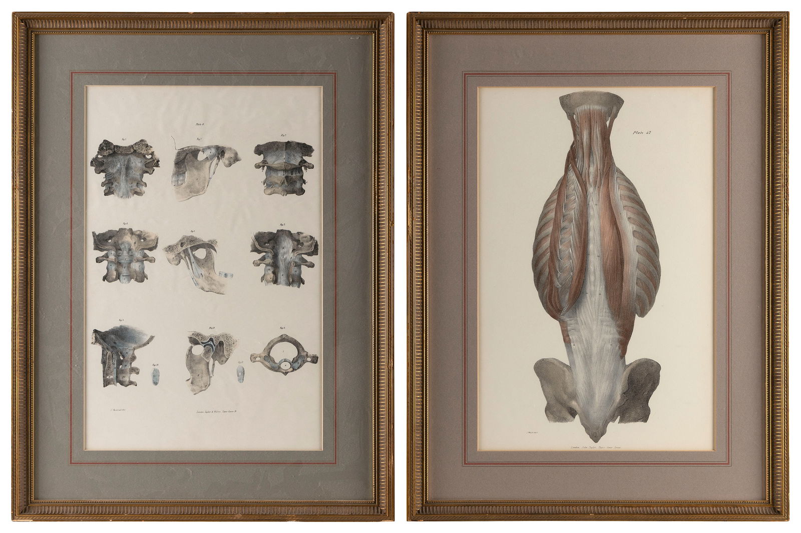 PAIR OF ANATOMICAL PLATES 19th Century Framed 26" x 19.5". (1 of 3)