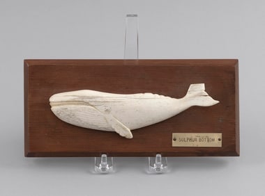 * SULPHUR BOTTOM WHALE (BLUE WHALE) PLAQUE Plaque 4" x 8.75".