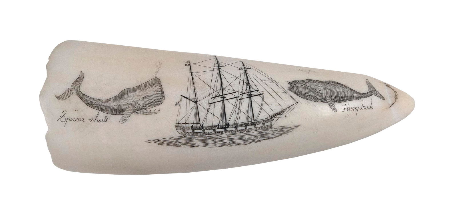 * ENGRAVED WHALE'S TOOTH WITH WHALING MOTIFS 20th Century Length 4.5". (1 of 2)