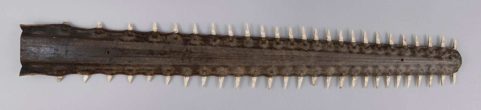 SAWFISH BILL 20th Century Length 42.5".: SAWFISH BILL20th CenturyLength 42.5".
