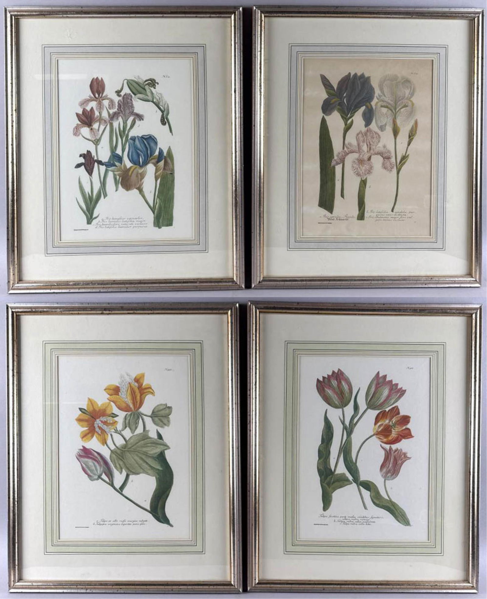SET OF FOUR GERMAN BOTANICAL PRINTS 14.5" x 11" sight. Framed 24" x 20.5". (1 of 10)