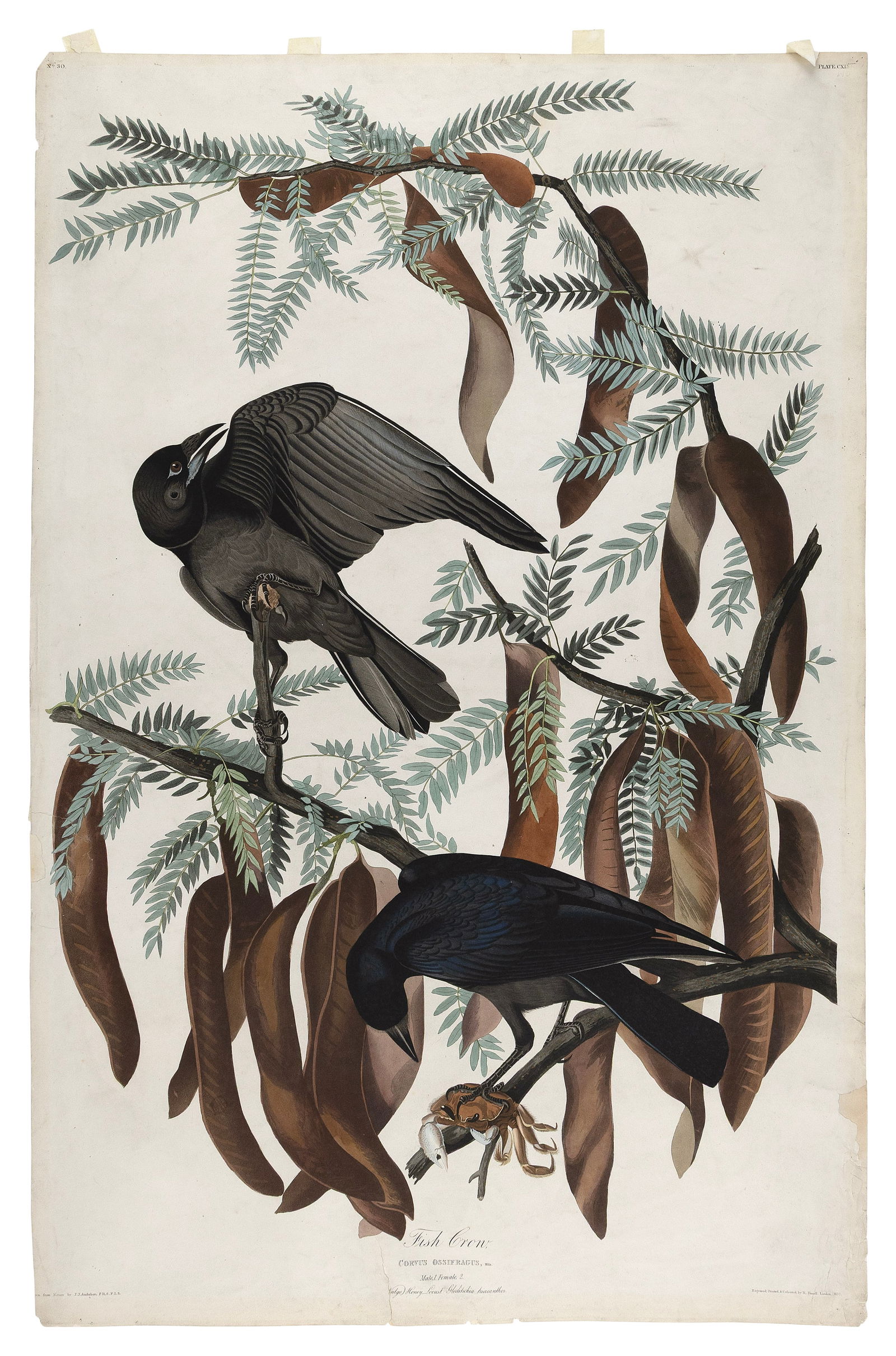 AFTER JOHN JAMES LAFOREST AUDUBON (New York/France, 1785-1851), "Fish Crow", 1832., Hand-colored (1 of 1)