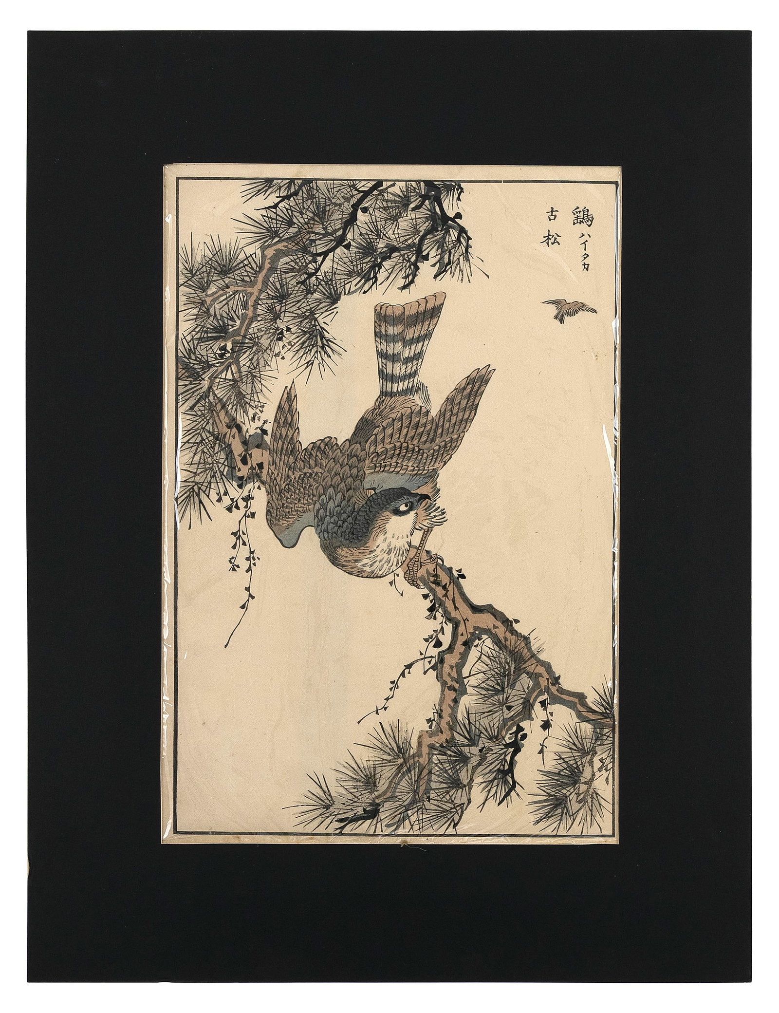 Hawk on a pine tree.: KONO BAIREI Japan 1844-1895 Hawk on a pine tree. Stamped label on mat verso for Japanese Gallery, London. Woodblock print, aiban, 13" x 9". Matted 19" x 14.5".