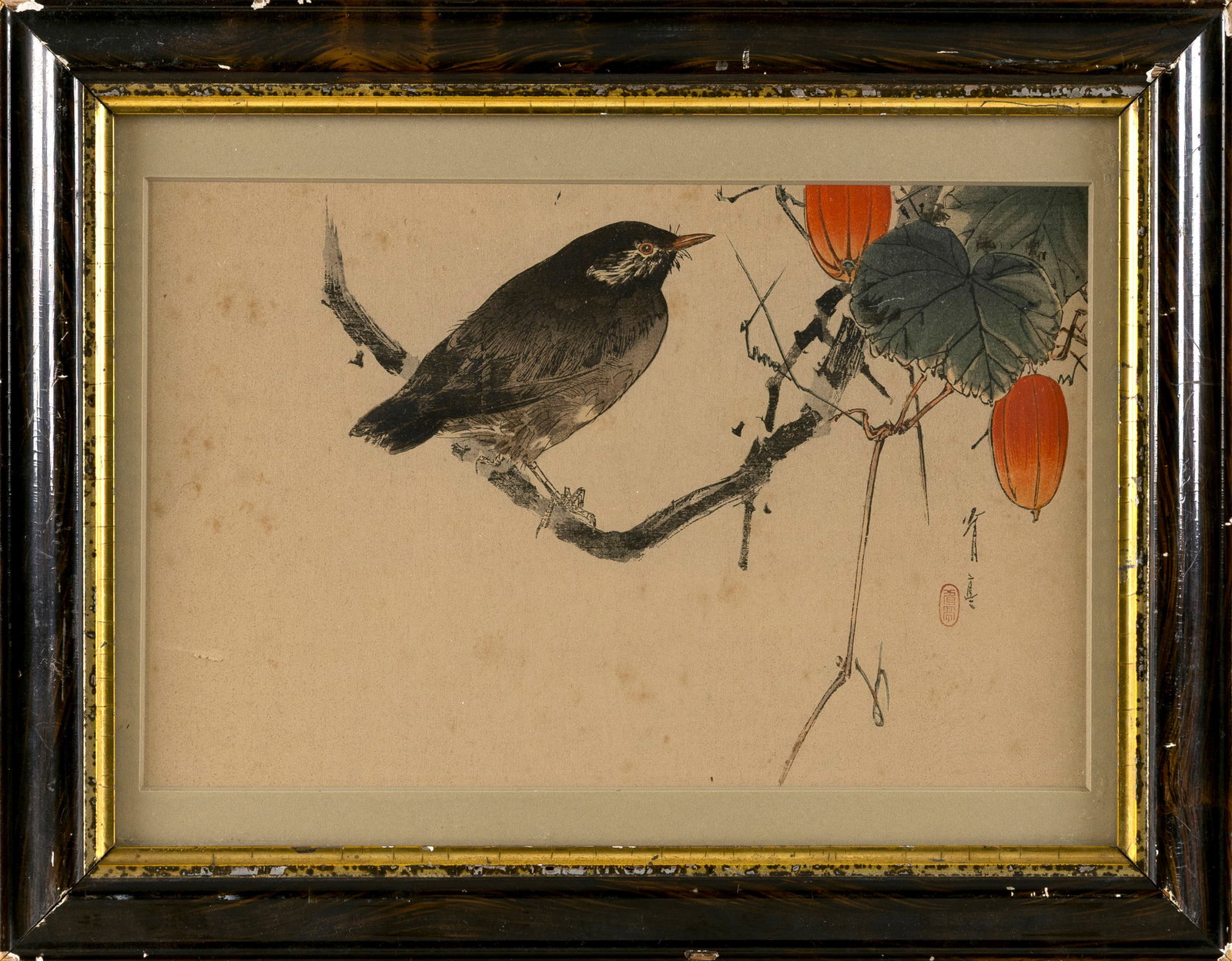 Starling on a snake gourd vine. (1 of 2)