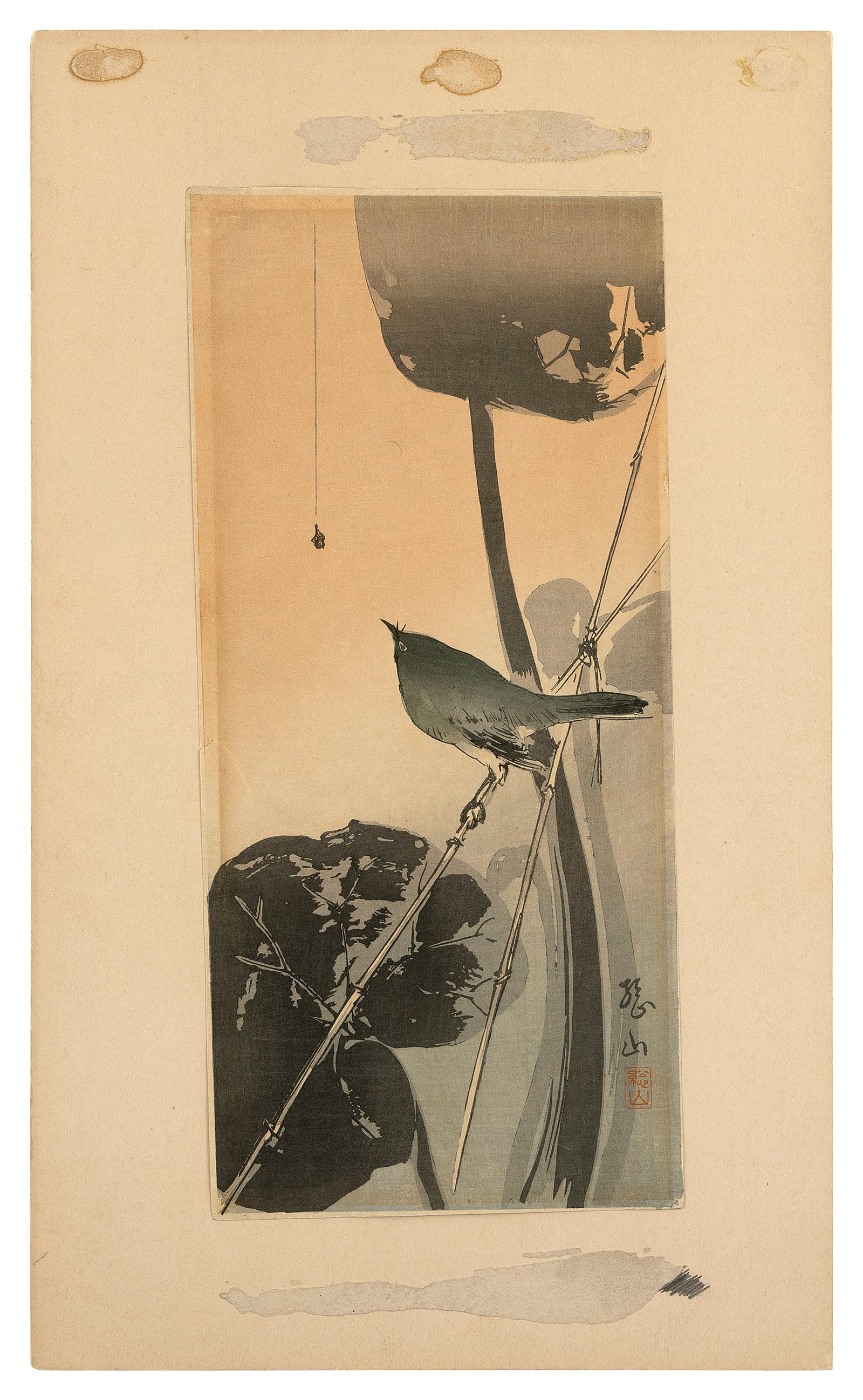 A sparrow eyeing a spider. (1 of 1)