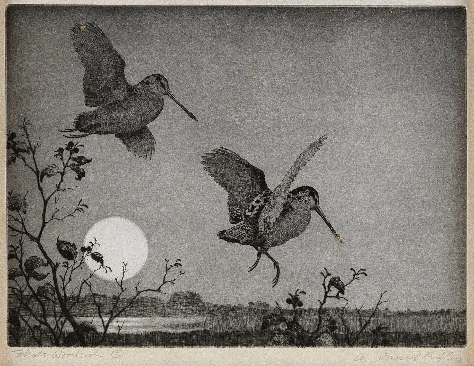 AIDEN LASSELL RIPLEY (Massachusetts/New York, 1896-1969), "Flight Woodcock"., Etching, 9" x 11.75". (1 of 3)