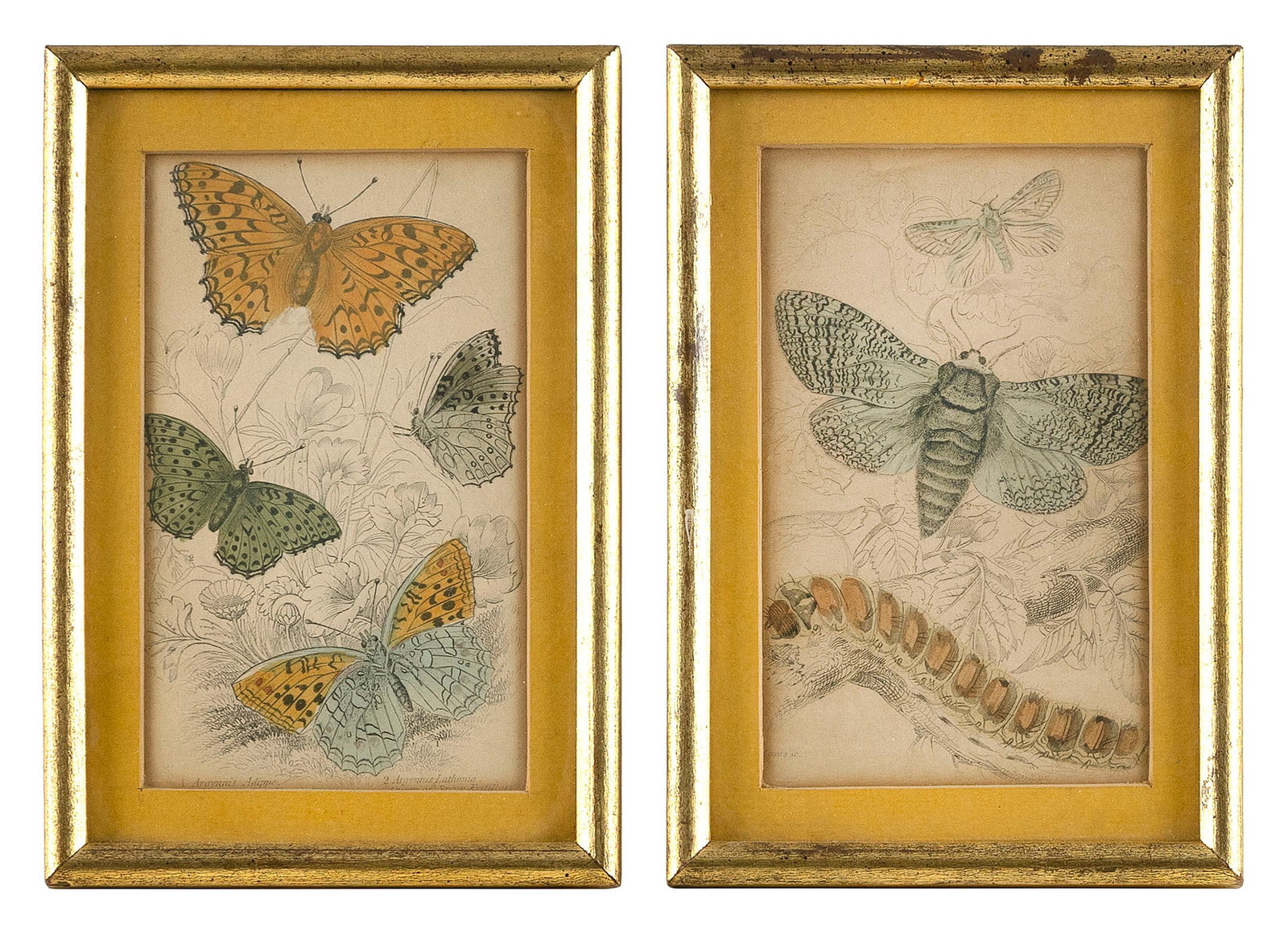 TWO HAND-COLORED ENGRAVINGS OF BUTTERFLIES England, 19th Century 5.5" x 3.25" sight. Framed 7.25" x (1 of 2)