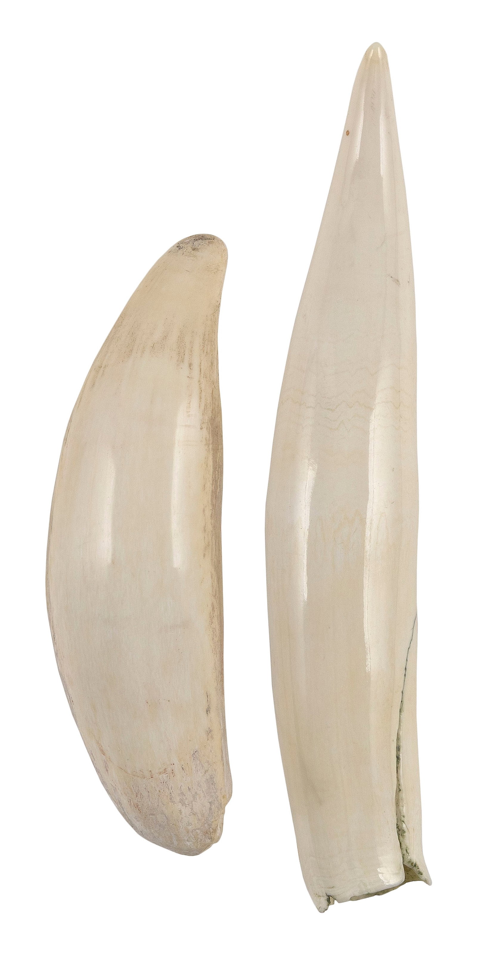 * TWO SEMI-POLISHED WHALE'S TEETH Lengths 6.5" and 8.75".: * TWO SEMI-POLISHED WHALE'S TEETH * Per Federal Regulation, this item may only be purchased by a Massachusetts resident and will not be shipped out of state. Lengths 6.5" and 8.75".
