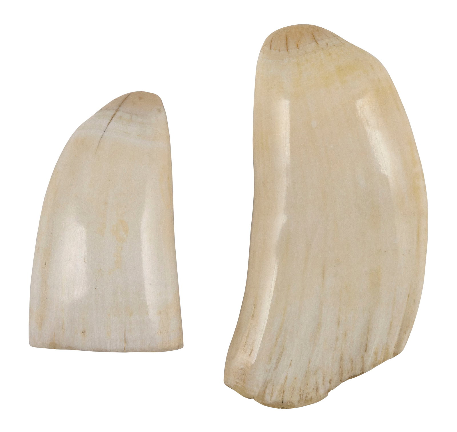 * TWO POLISHED WHALE'S TEETH Lengths 4" and 5.75".: * TWO POLISHED WHALE'S TEETH * Per Federal Regulation, this item may only be purchased by a Massachusetts resident and will not be shipped out of state. Lengths 4" and 5.75".