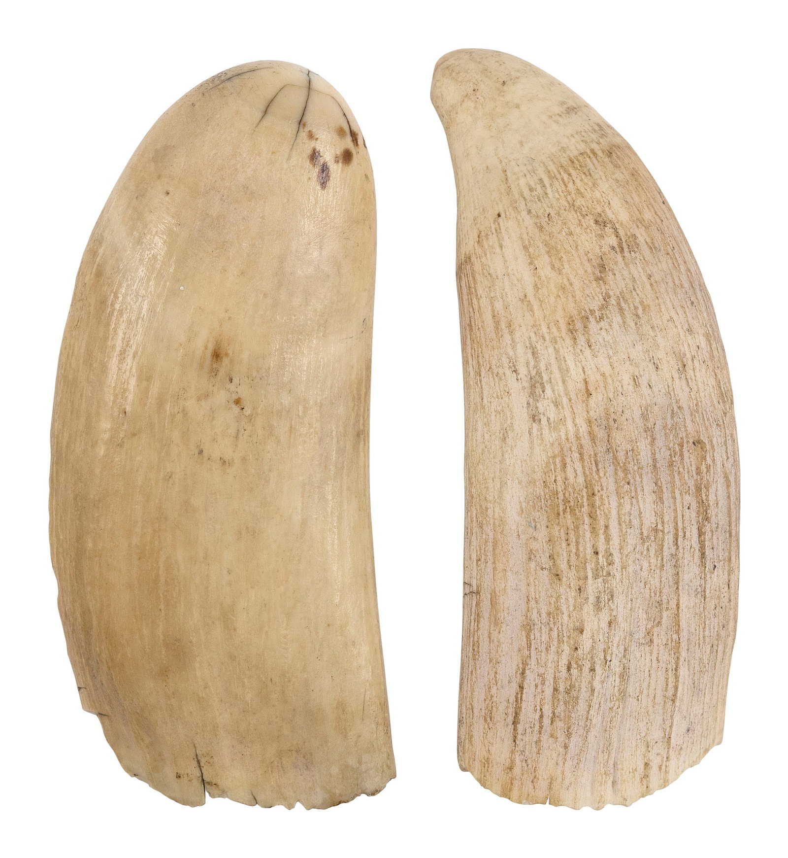 * TWO UNPOLISHED WHALE'S TEETH Lengths approx. 6.25". (1 of 2)