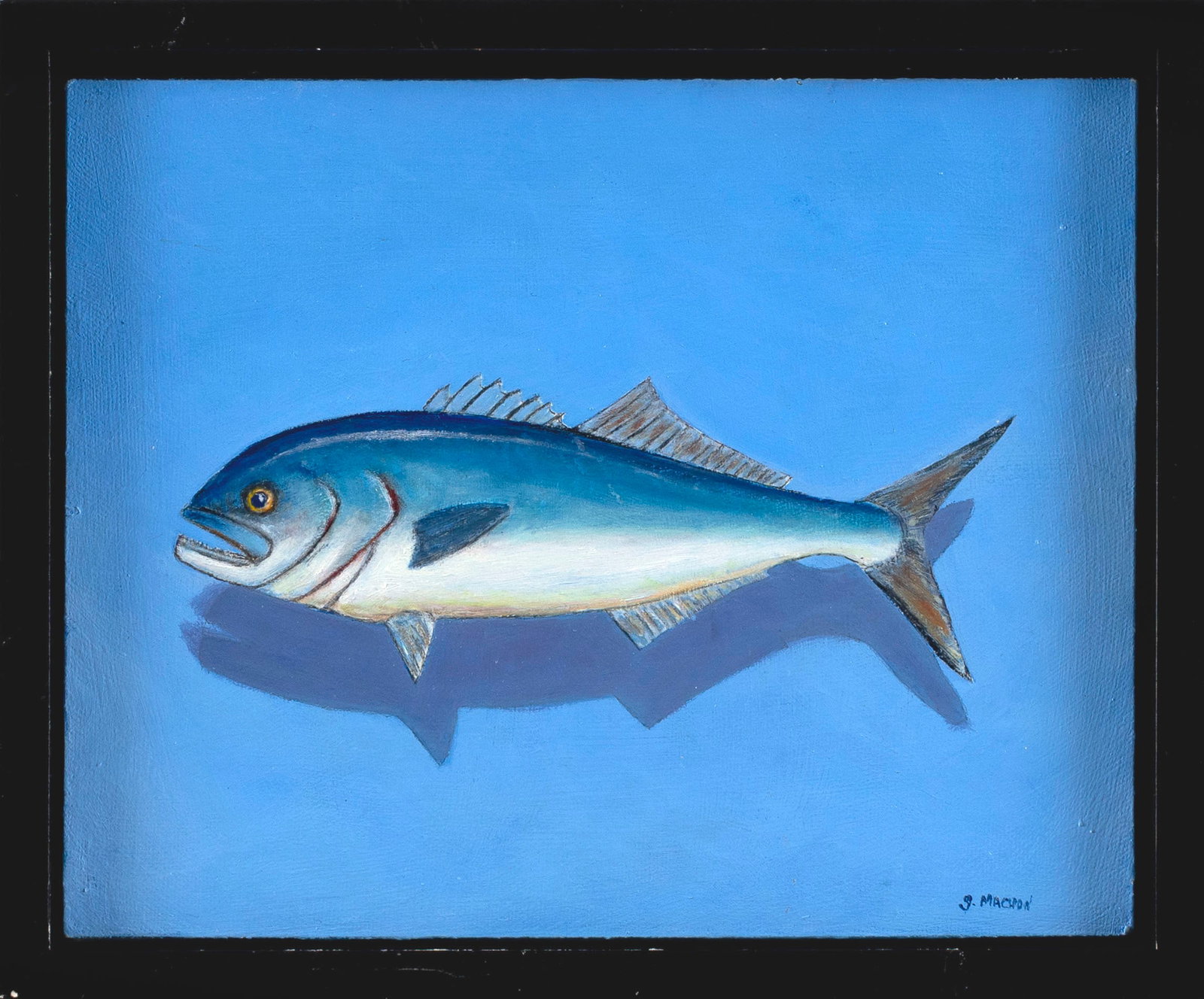 GEORGE MACHON (Massachusetts, Contemporary), Bluefish., Oil on board, 8" x 10". Framed 9.5" x 11".: GEORGE MACHON Massachusetts, Contemporary Bluefish. Signed lower right "G. Machon". Oil on board, 8" x 10". Framed 9.5" x 11".