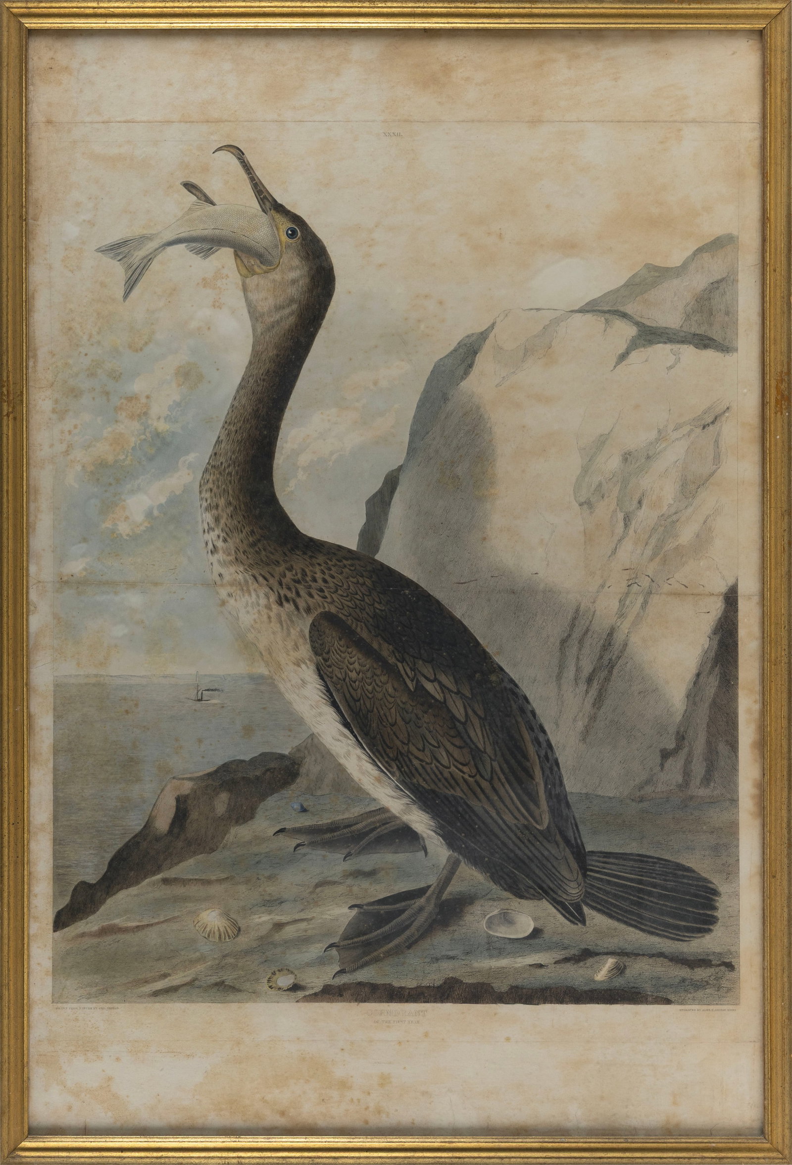 AFTER GEORGE SHIELD (United Kingdom, 1804-1880), "Cormorant (Of the First Year)", circa 1841., (1 of 2)