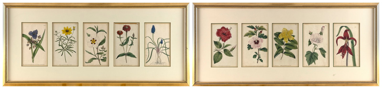 TEN HAND-COLORED BOTANICAL ENGRAVINGS BY SYDENHAM EDWARDS (UNITED KINGDOM, 1768-1819) Late (1 of 5)