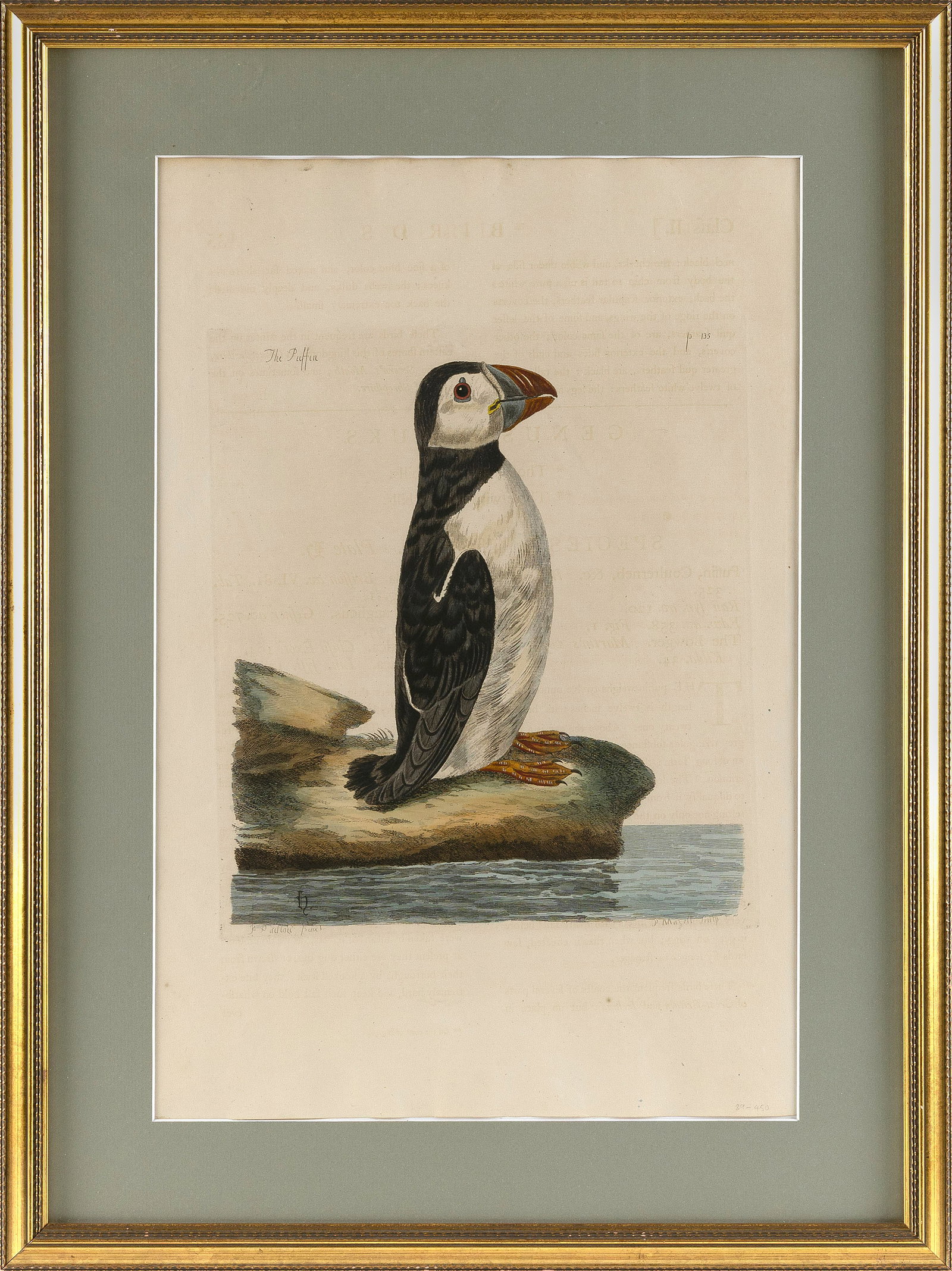 THOMAS PENNANT (United Kingdom, Late 18th Century), Puffin, Hand-colored bookplate, 21" x 14" sight.: THOMAS PENNANT United Kingdom, Late 18th Century Puffin, from The British Zoology. Hand-colored bookplate, 21" x 14" sight. Framed 28" x 20.5".
