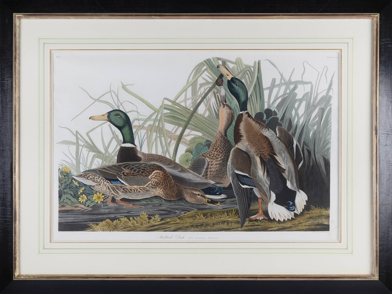 AFTER JOHN JAMES LAFOREST AUDUBON (New York/France, 1785-1851), "Mallard Duck"., Hand-colored (1 of 2)