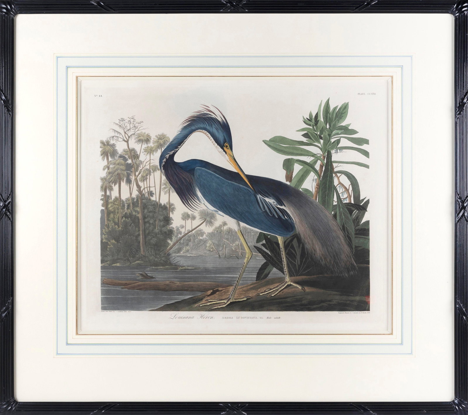 AFTER AFTER JOHN JAMES LAFOREST AUDUBON (New York/France, 1785-1851), "Louisiana Heron", 1834., (1 of 3)