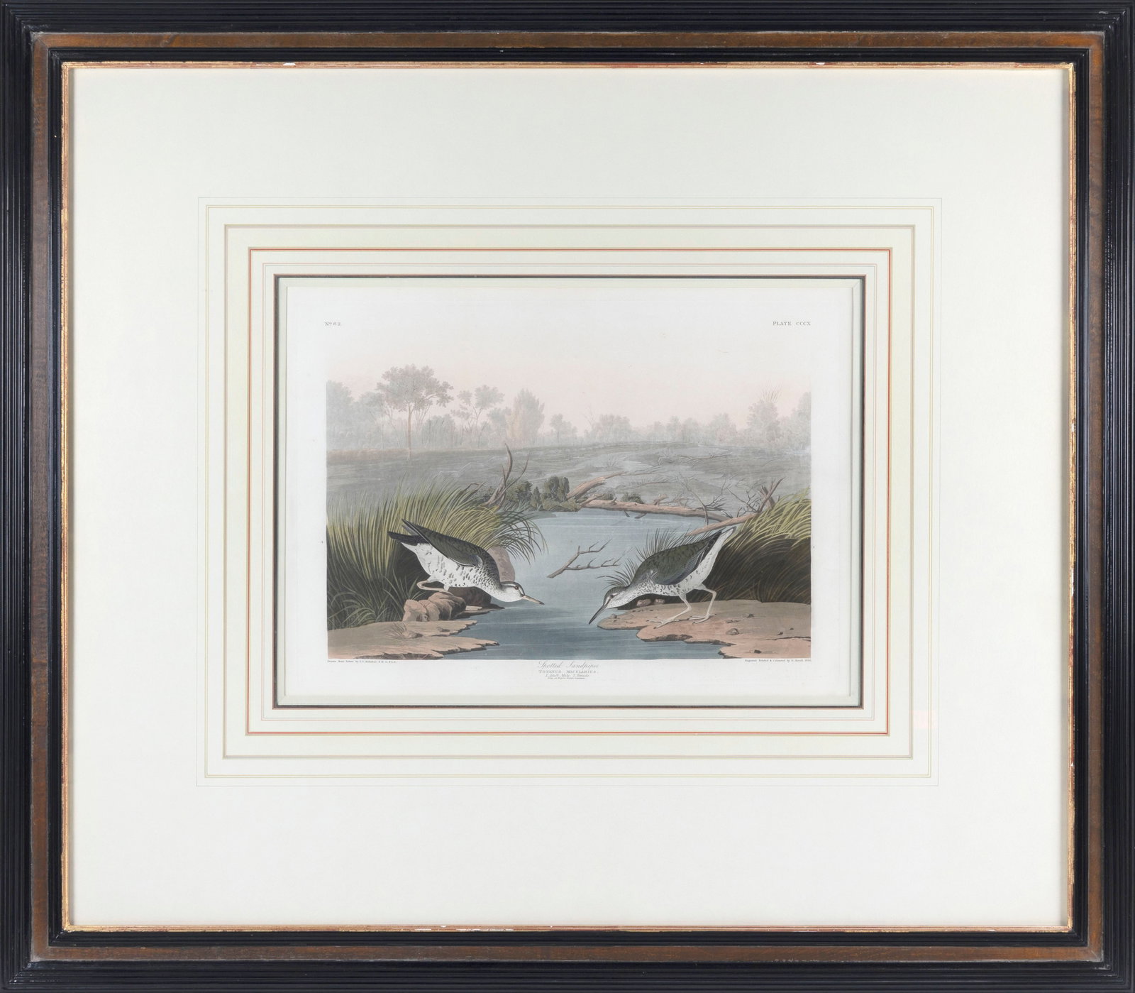 AFTER JOHN JAMES LAFOREST AUDUBON (New York/France, 1785-1851), "Spotted Sandpiper", 1836., (1 of 2)