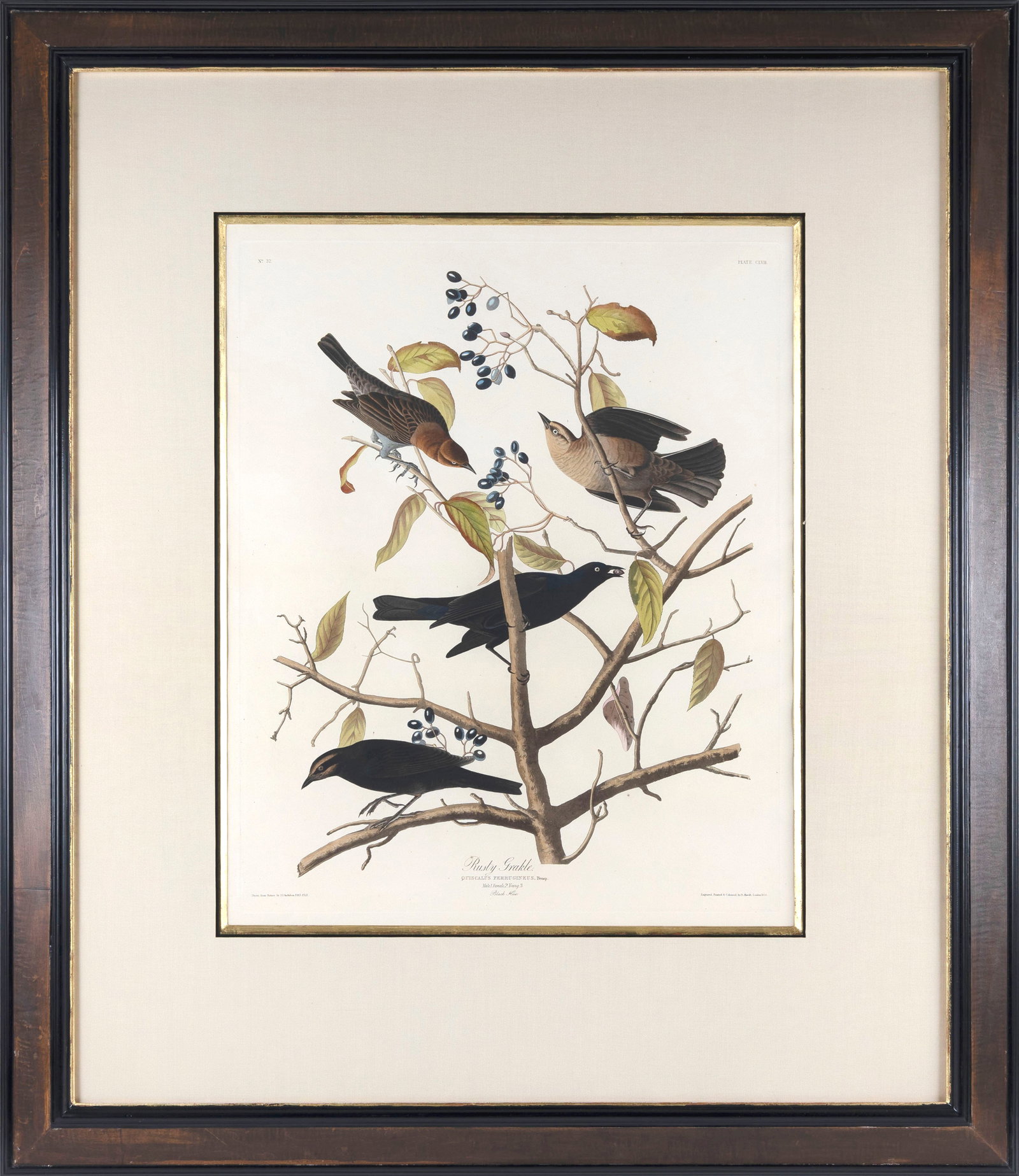AFTER JOHN JAMES LAFOREST AUDUBON (New York/France, 1785-1851), "Rusty Grackle", 1833., Hand-colored (1 of 2)