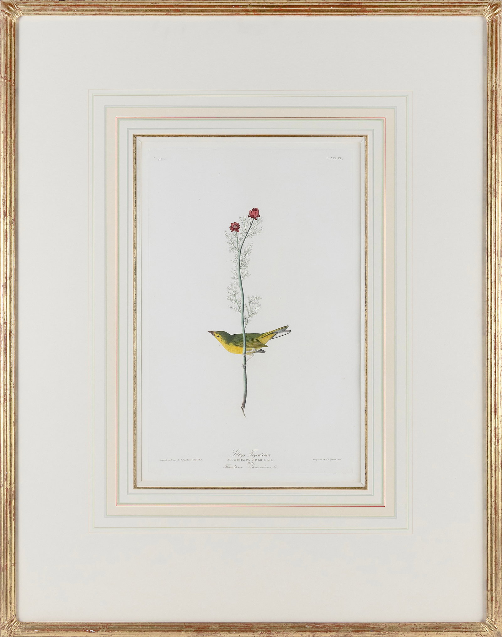 AFTER JOHN JAMES LAFOREST AUDUBON (New York/France, 1785-1851), "Selby's Flycatcher"., Hand-colored (1 of 2)