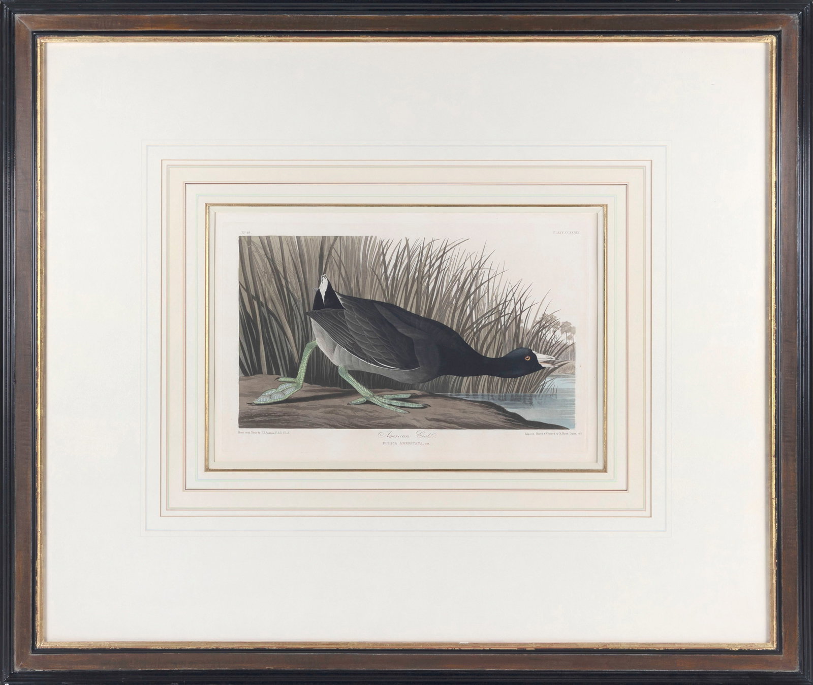 AFTER JAMES JAMES LAFOREST AUDUBON (New York/France, 1785-1851), "American Coot", 1835., (1 of 2)