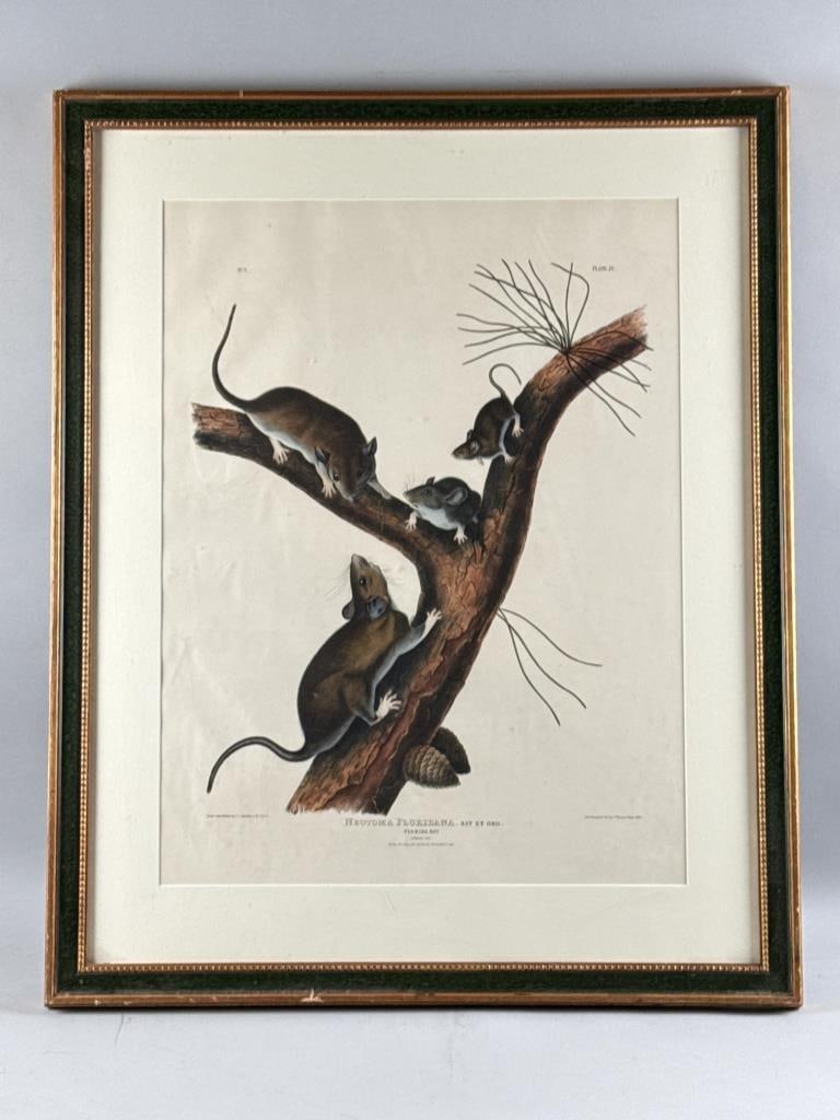 AFTER JOHN JAMES LAFOREST AUDUBON (New York/France, 1785-1851), Florida Rat (Plate IV), Hand-colored: AFTER JOHN JAMES LAFOREST AUDUBON New York/France, 1785-1851 Florida Rat (Plate IV), from the Imperial Folio Edition of Viviparous Quadrupeds of North America. Printed by J.T. Bowen, Philadelphia. Han