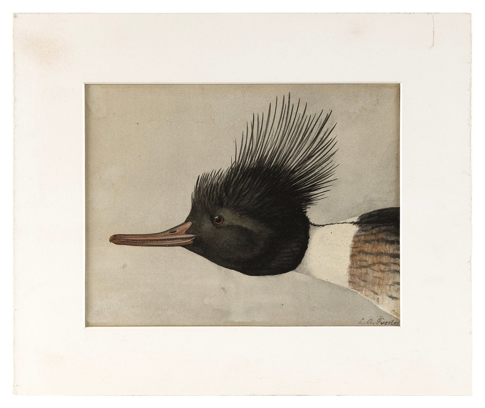 LOUIS AGASSIZ FUERTES (New York, 1874-1927), Study of a red-breasted merganser., Watercolor on: LOUIS AGASSIZ FUERTES New York, 1874-1927 Study of a red-breasted merganser. Signed lower right "L.A. Fuertes". Watercolor on paper, 7" x 9". Unframed.