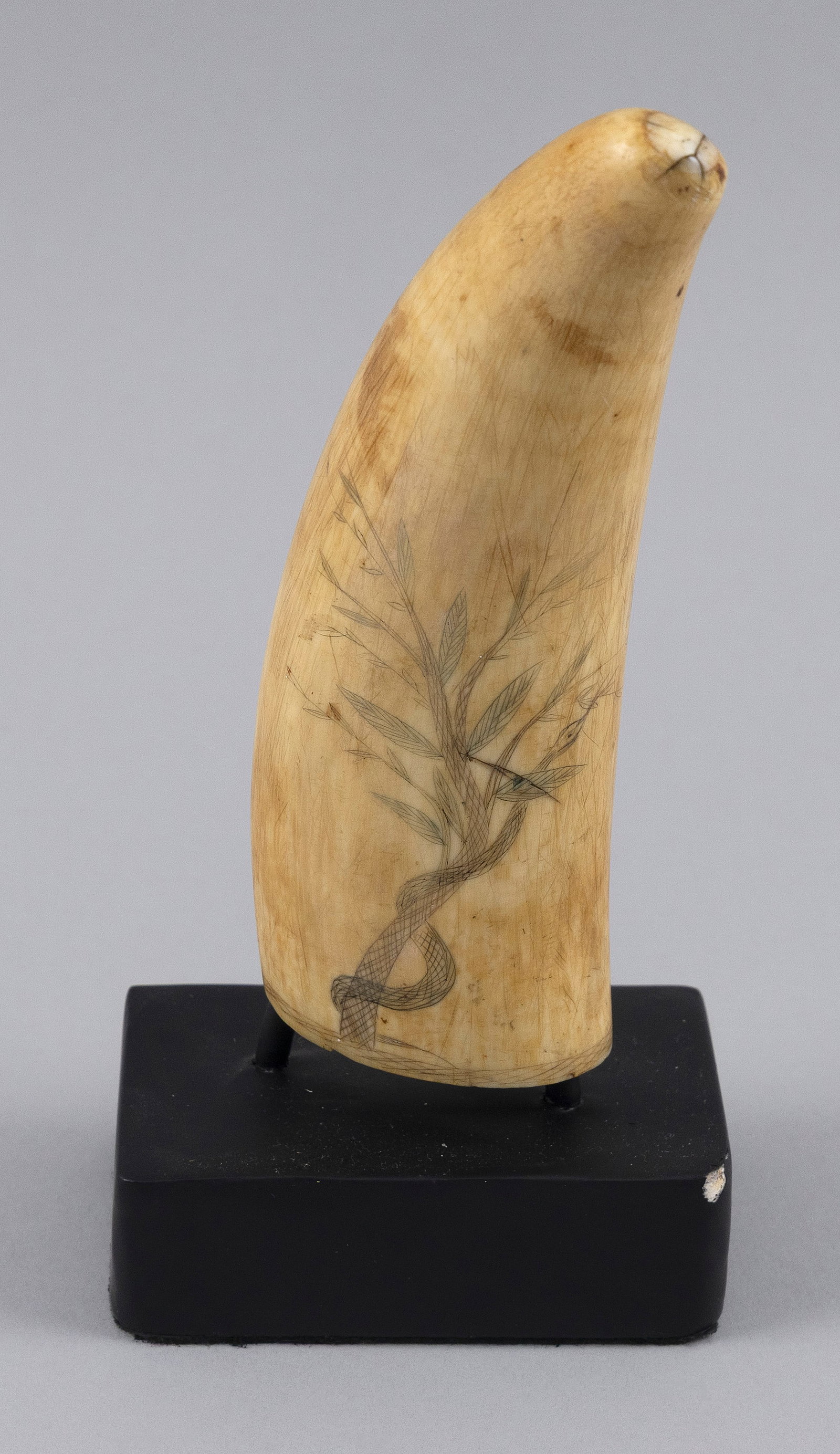 POLYCHROME SCRIMSHAW WHALE'S TOOTH 19th Century Length 5.75". (1 of 1)