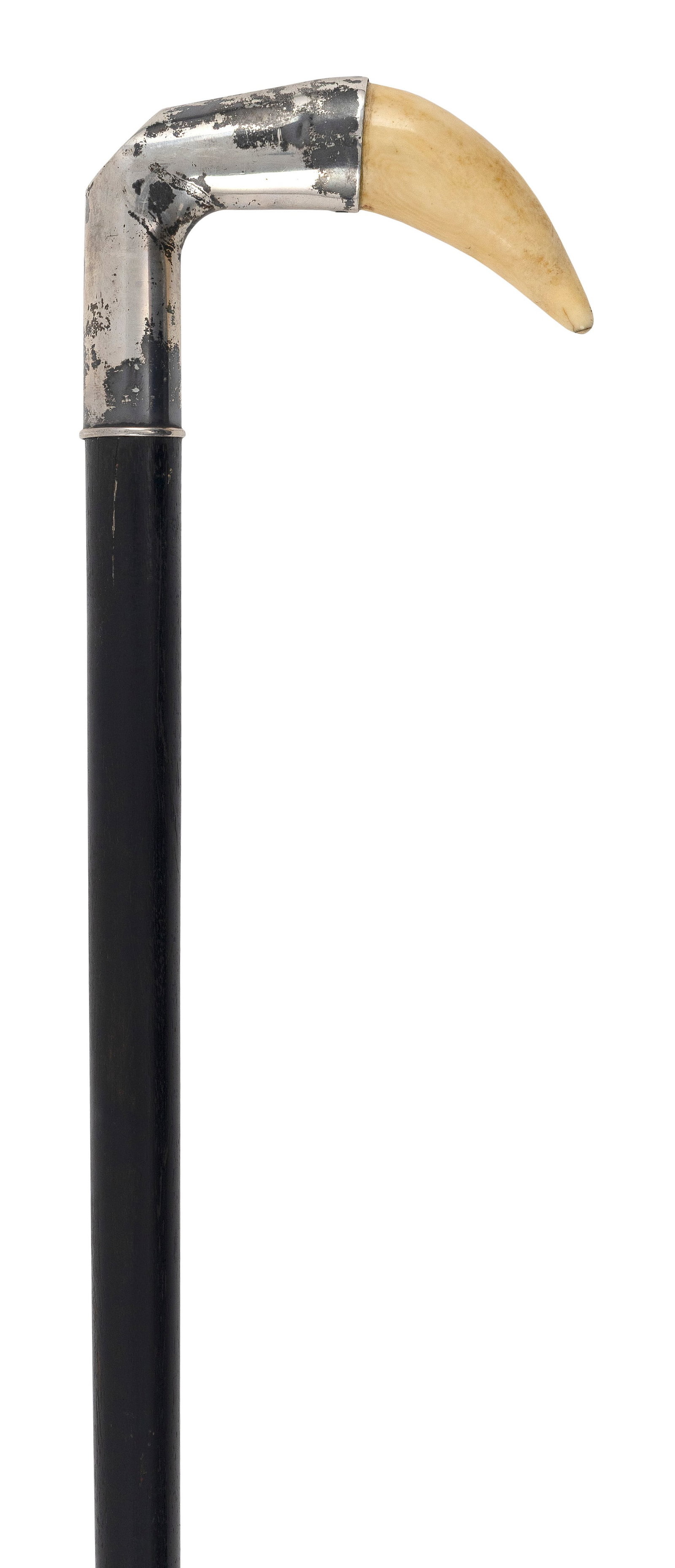 CANE WITH WHALE'S TOOTH HANDLE 19th Century Length 36.25".: CANE WITH WHALE'S TOOTH HANDLE 19th Century Small whale's tooth mounted on silver. Hardwood shaft with brass ferrule. Length 36.25".