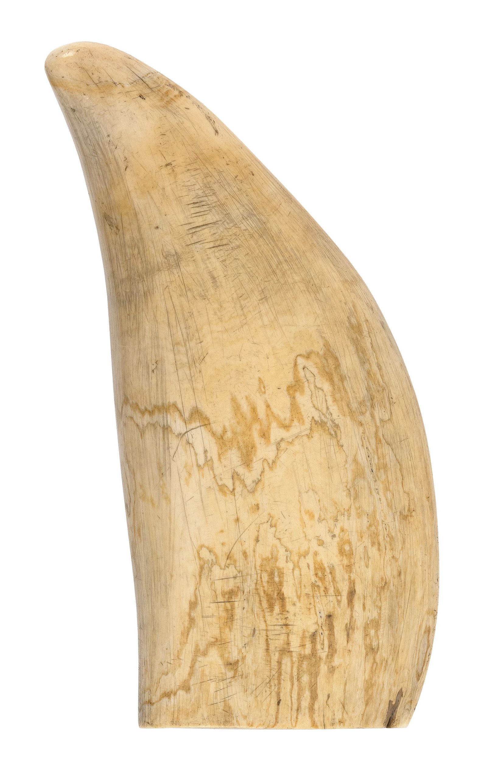 * LARGE SEMI-POLISHED WHALE'S TOOTH Length 8".: * LARGE SEMI-POLISHED WHALE'S TOOTH * Per Federal Regulation, this item may only be purchased by a Massachusetts resident and will not be shipped out of state. Length 8".
