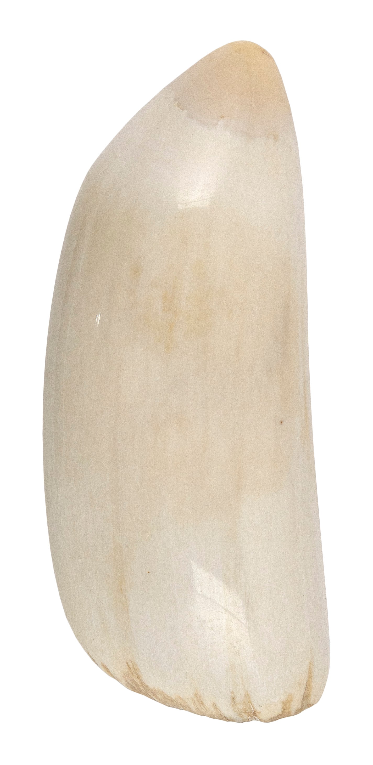 * NEAR-MATCHED PAIR OF SEMI-POLISHED WHALE'S TEETH Lengths approx. 7.25".: * NEAR-MATCHED PAIR OF SEMI-POLISHED WHALE'S TEETH * Per Federal Regulation, this item may only be purchased by a Massachusetts resident and will not be shipped out of state. Lengths approx. 7.25".