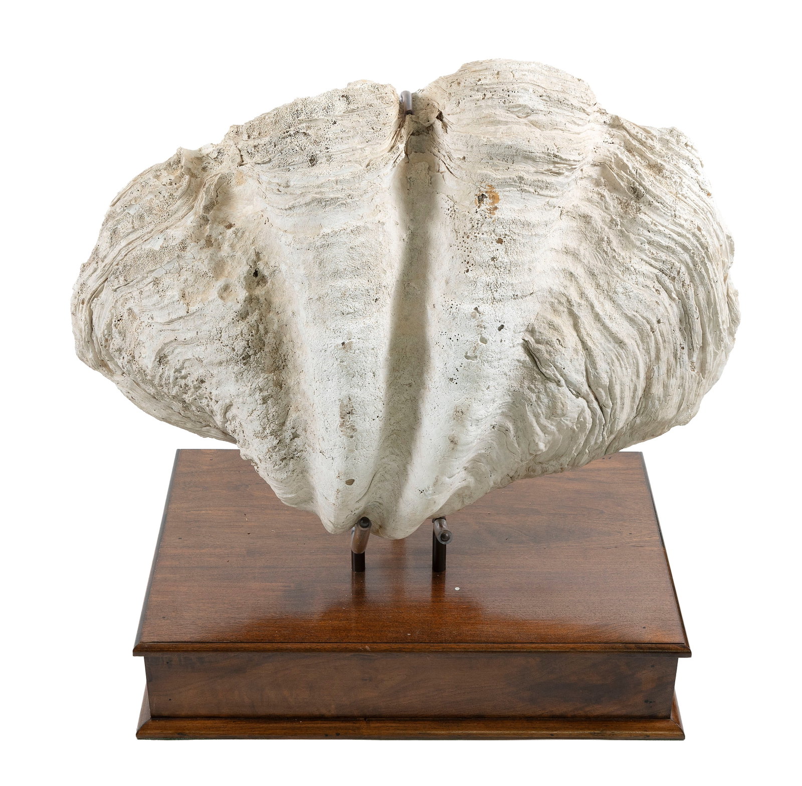 RARE GIANT CLAM SHELL (TRIDACNA GIGAS) WITH BASE Shell height approx. 25.5". Width 36". Stand height (1 of 1)