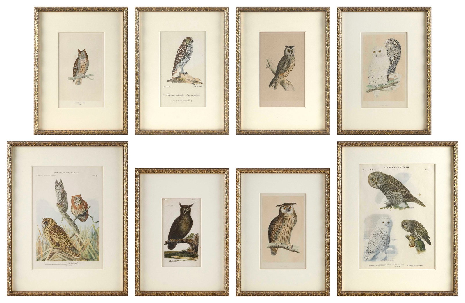 EIGHT HAND-COLORED PRINTS OF OWLS Late 19th/Early 20th Century Six 8" x 5" sight and two 10.75" x (1 of 5)