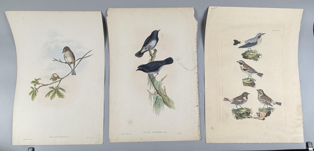 THREE HAND-COLORED PRINTS FEATURING BIRDS 19th Century: THREE HAND-COLORED PRINTS FEATURING BIRDS 19th Century 1) "Callene Albiventris (White-Bellied Blue Robin)" from John Gould's The Birds of Asia. Sheet 21.5" x 14.5". Unframed. 2) "Butalis Grisola (Spot