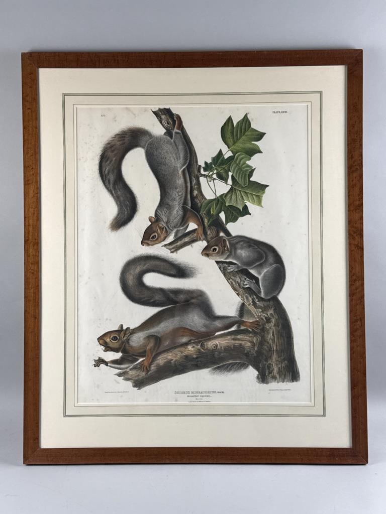 AFTER JOHN JAMES LAFOREST AUDUBON (New York/France, 1785-1851), Migratory Squirrel (Plate XXXV),: AFTER JOHN JAMES LAFOREST AUDUBON New York/France, 1785-1851 Migratory Squirrel (Plate XXXV), 1839-44 and Fremont's Squirrel or Sooty Squirrel (Plate CXLIX), 1839-44. Both from the Imperial Folio Edit