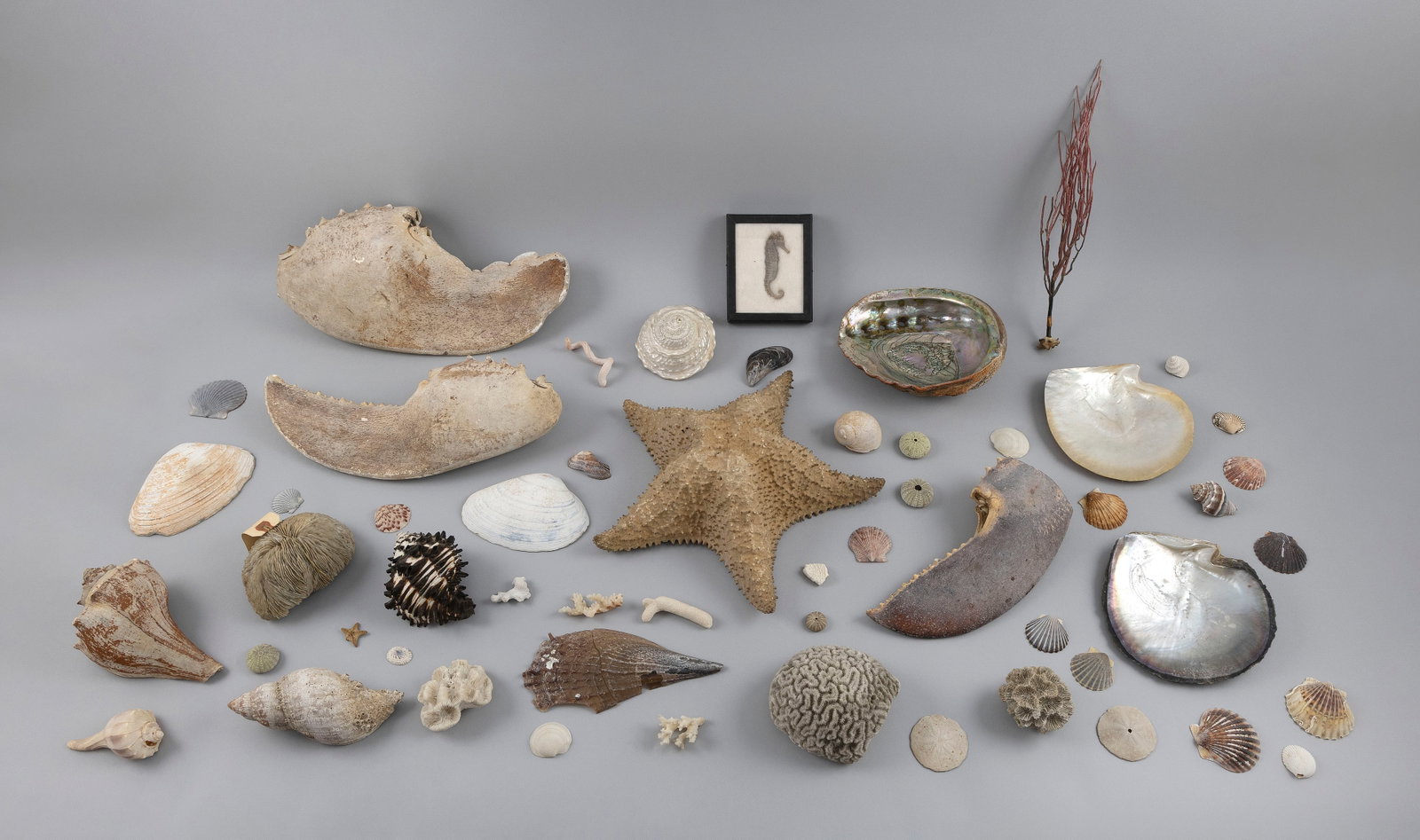 LARGE LOT OF SEASHELLS AND DRIED CRUSTACEANS Largest lobster claw length 14". (1 of 2)
