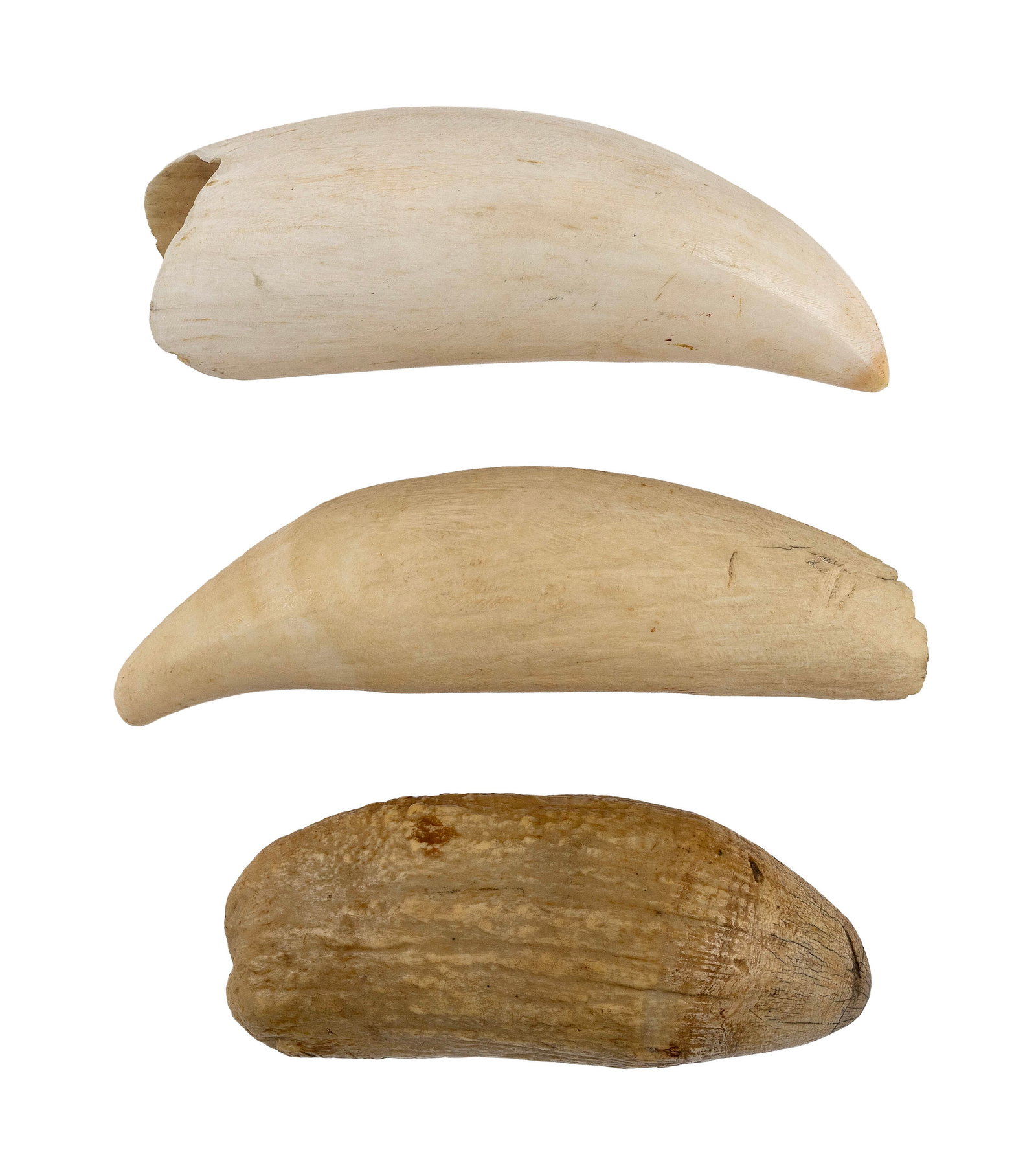 * THREE LARGE WHALE'S TEETH Lengths from 6.5" to 7.5". (1 of 2)