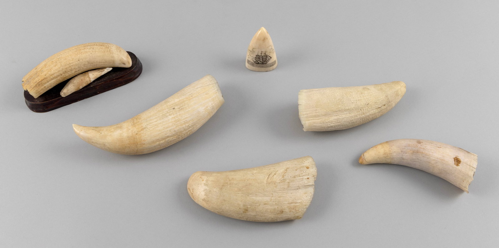 * SIX WHALE'S TEETH Lengths from 2.5" to 5.5". (1 of 2)