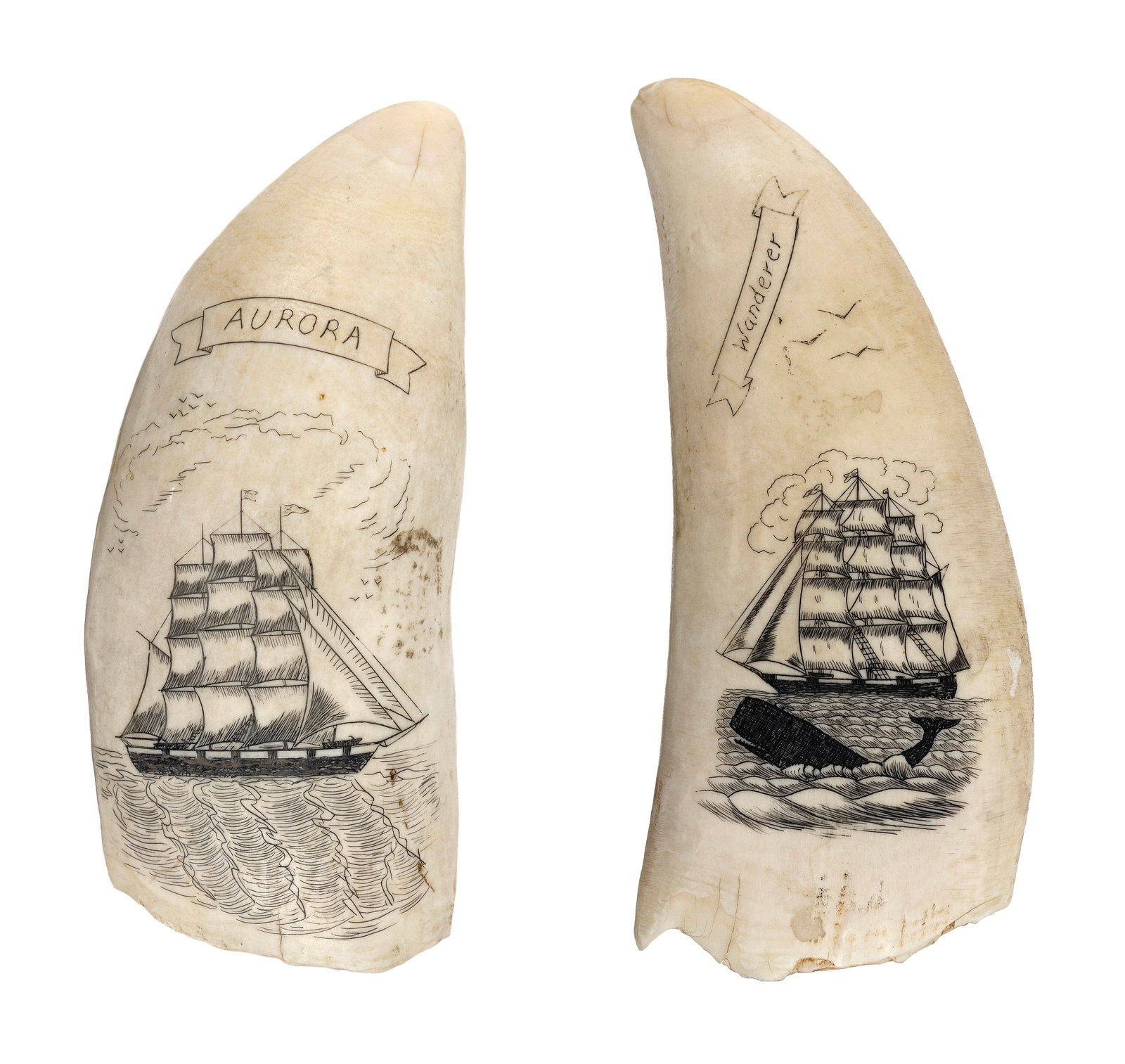 * TWO ENGRAVED WHALE'S TEETH DEPICTING THE "AURORA" AND THE "WANDERER" 20th Century Lengths 5.5" and: * TWO ENGRAVED WHALE'S TEETH DEPICTING THE "AURORA" AND THE "WANDERER" 20th Century * Per Federal Regulation, this item may only be purchased by a Massachusetts resident and will not be shipped out of