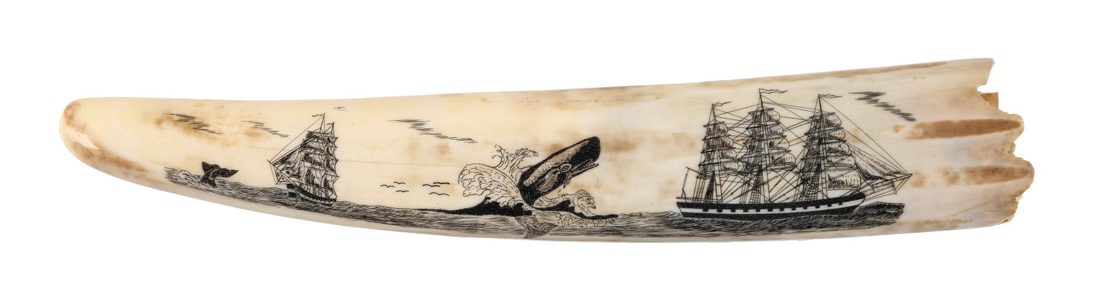 ENGRAVED PETRIFIED WALRUS TUSK Length 9". (1 of 2)