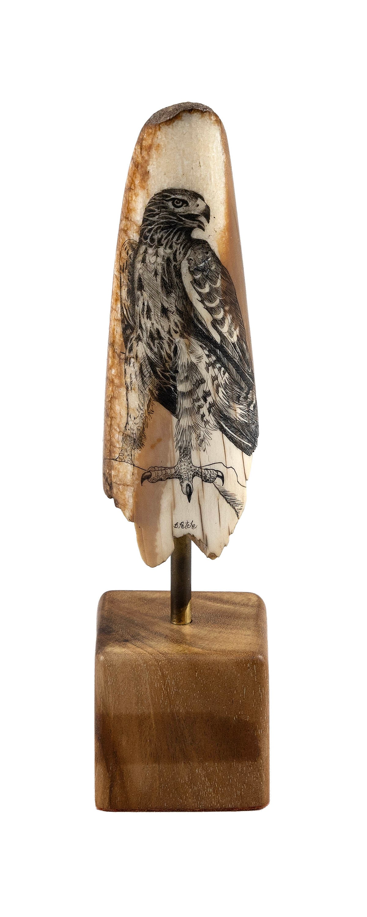 BRUCE PETCHE ENGRAVED FOSSILIZED WALRUS TUSK TIP Hawaii, 20th Century Height 7". (1 of 4)