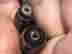 item-136169733=5